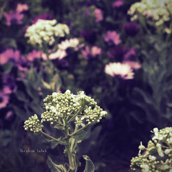Flowers &amp;amp; Trees Photography