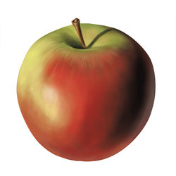 digital Illustration