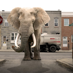 An elephant that couldn&amp;#039;t park