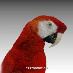 Macaw Parrots