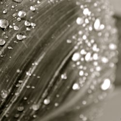 Rain Drops