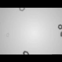 Bashiti logo animation