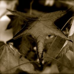 Fall Leaf