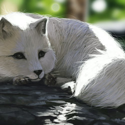 Arctic fox