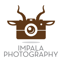 Impala Photography