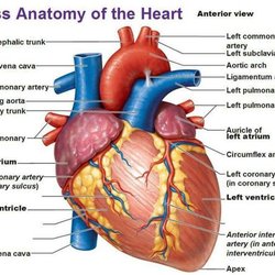Medical illustration 