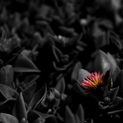 Red VS Black