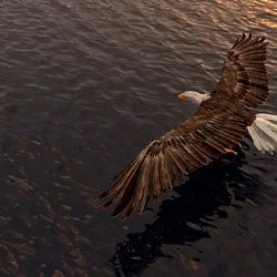 3d Eagle