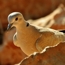 Nature Photography