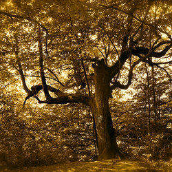 Magic Forest