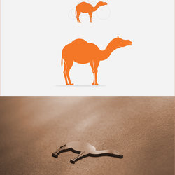 the camel