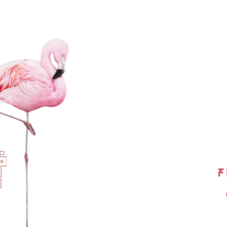 Flamigo