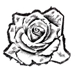 Black ink on paper // The Rose