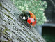 lady bug