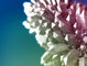 MTV Ident