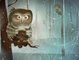 The Owl Forest