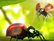 Lovely bugs