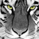 Tiger Face - Digital Painting