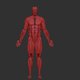 human male muscle system