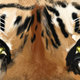 tiger digital painting
