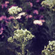 Flowers &amp; Trees Photography