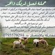 تصميم اعلانات لحملات 