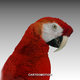 Macaw Parrots