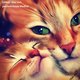 the love 