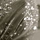 Rain Drops