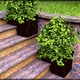 Steps Planter Design