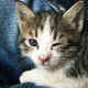 kitties!!
