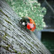 lady bug
