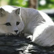 Arctic fox