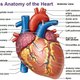 Medical illustration 