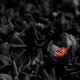 Red VS Black