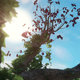 Magical Tree