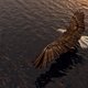 3d Eagle