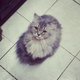 Sultan Cat