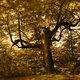 Magic Forest