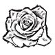 Black ink on paper // The Rose