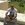 Ahmed