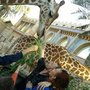 Abdel