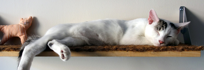 Info & Reservations for Brooklyn Cat Cafe in Brooklyn, US ...