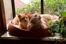 My cats.  Mr T. and Little Caesar