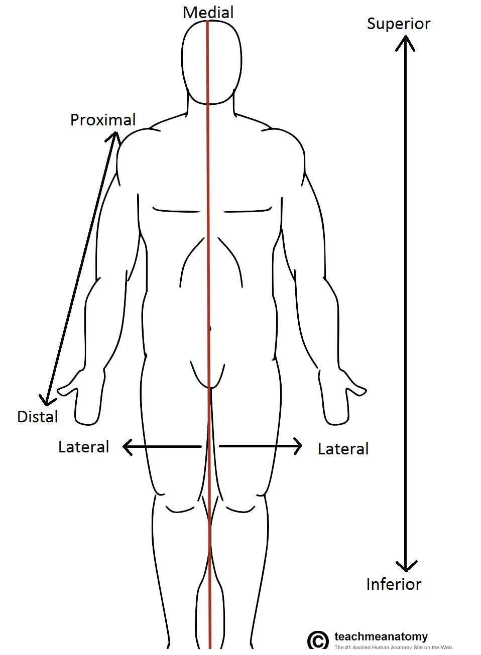 Blank Anatomical Position Diagram Chapter One Introduction Spinal 