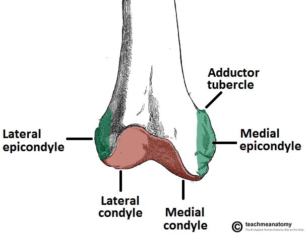 Distal Femur Anatomy Treatment Of Distal Femur Fractures In A Regional