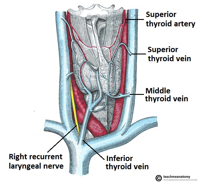 Inferior thyroid artery nerve image