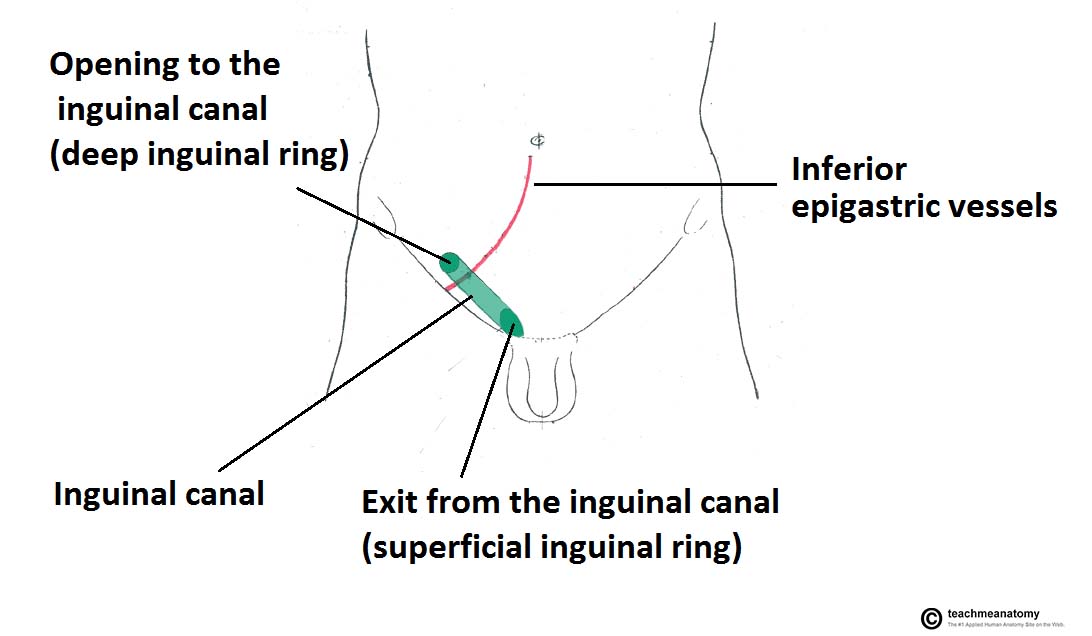The Inguinal Canal - Boundaries - Contents - TeachMeAnatomy