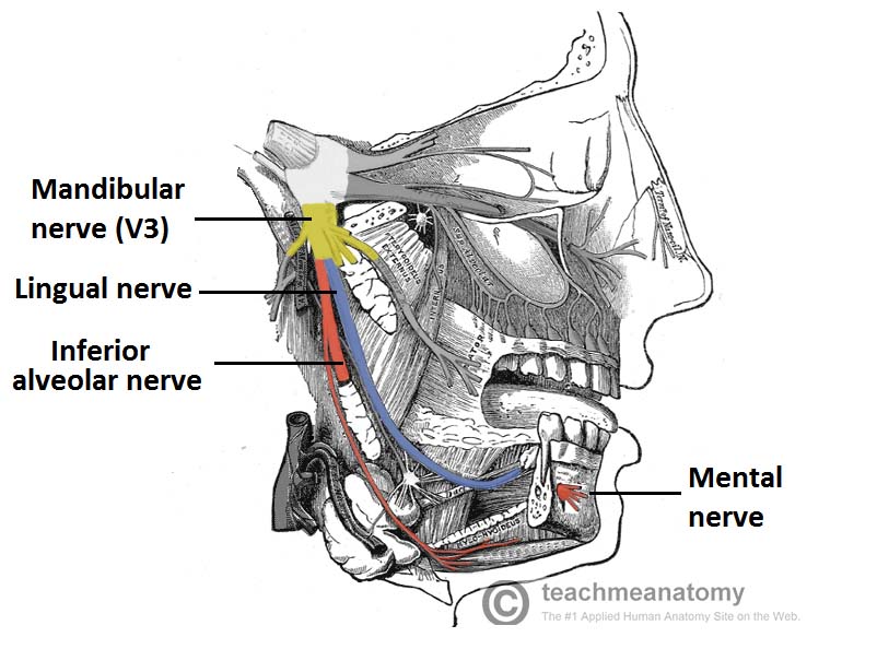 The Mandibular Division Of The Trigeminal Nerve CNV3 TeachMeAnatomy
