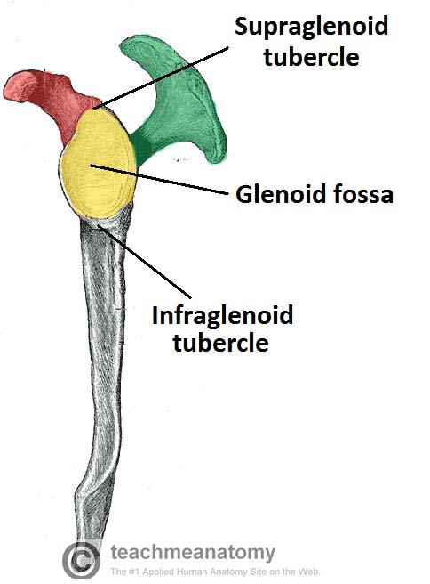 the scapula surfaces fractures winging teachmeanatomy